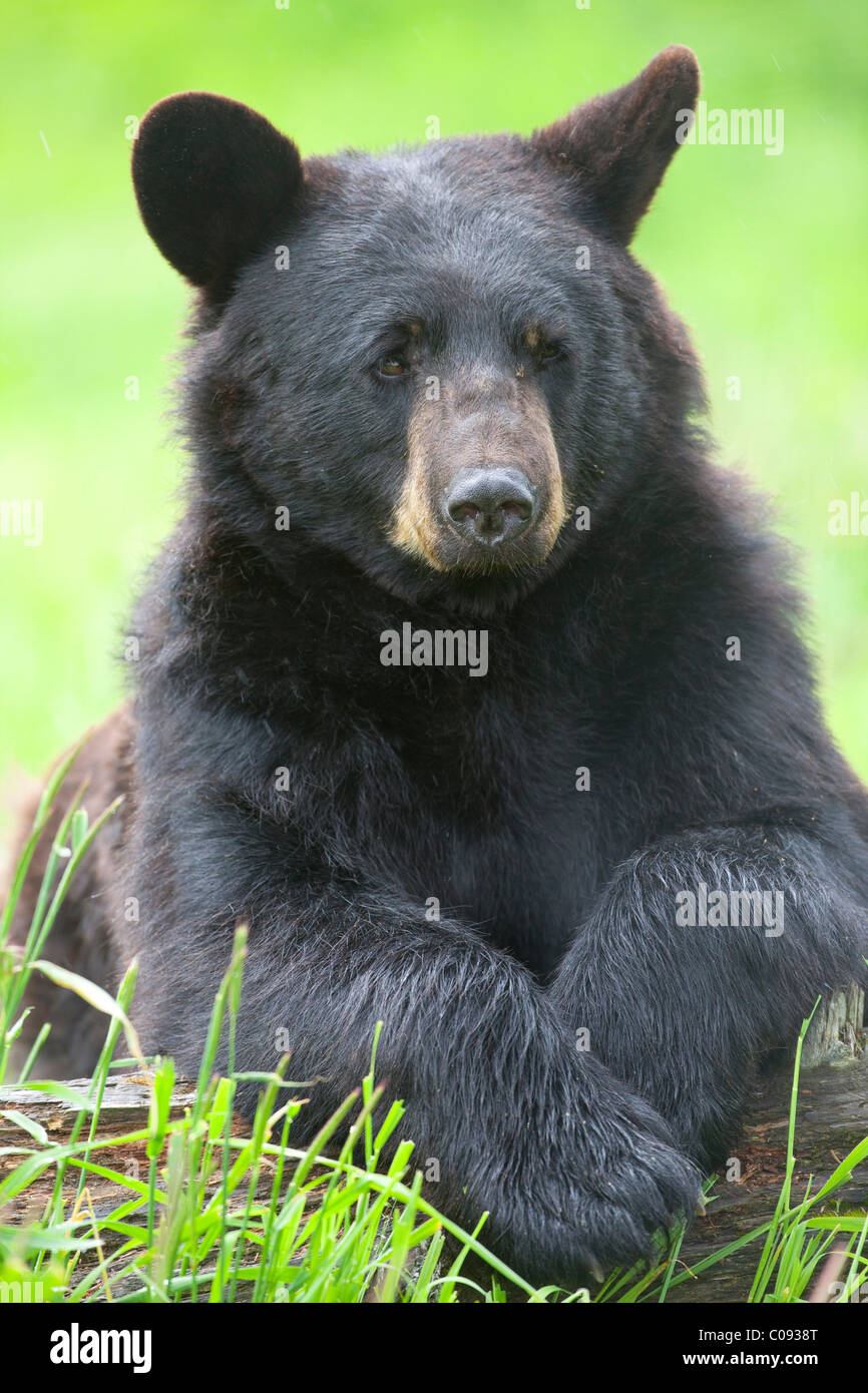 Portrait of a Black bear draped over a log at Alaska Wildlife Conservation Center near Portage