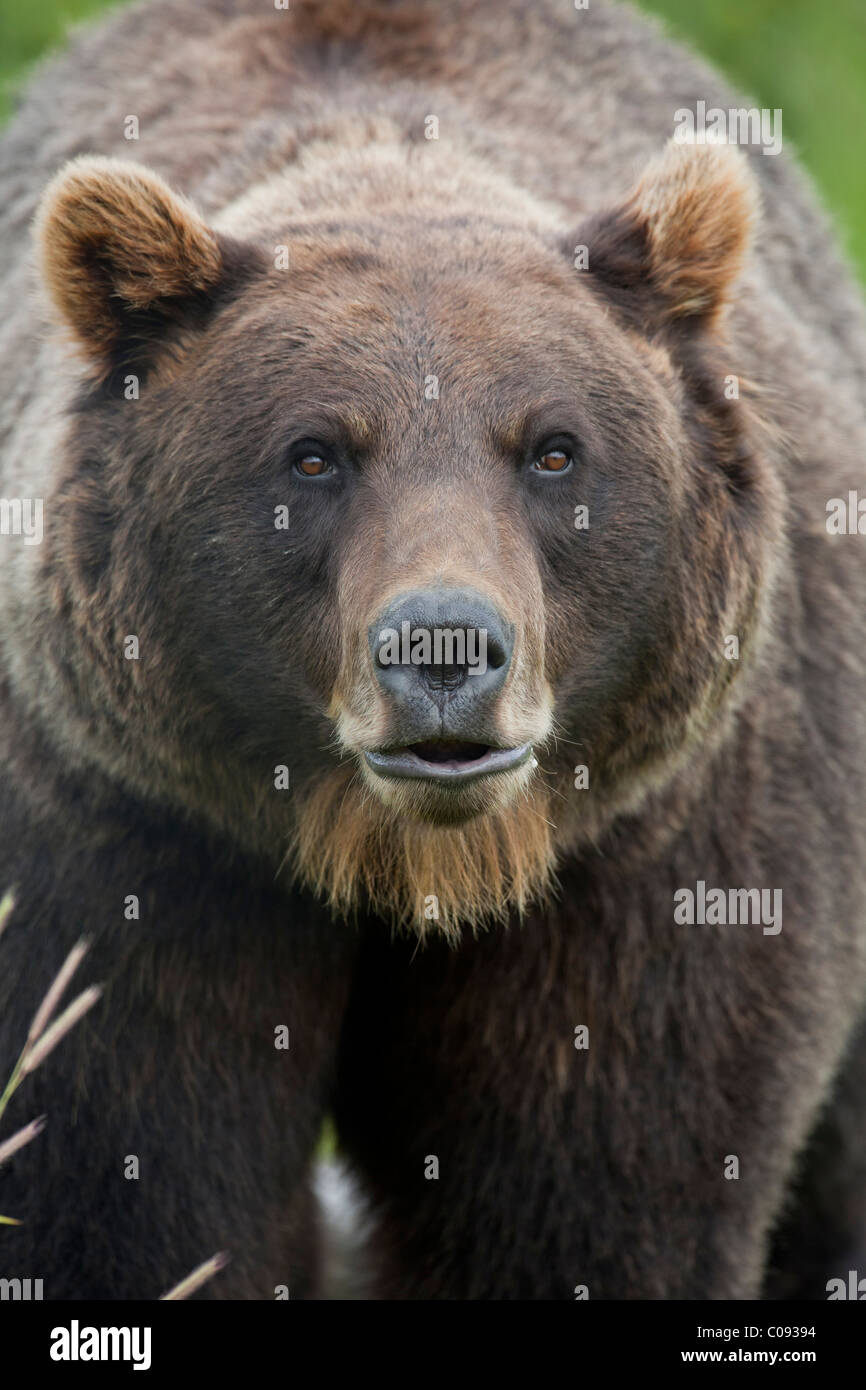 Portait of a female Brown bear at the Alaska Wildlife Conservation Center near Portage in