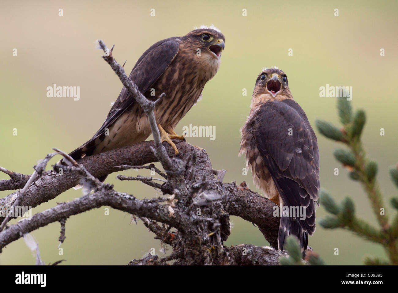 A pair of Merlins (pigeon hawks) sqawk from the branch of a Spruce tree in Turnagain Pass, Kenai Peninsula, Southcentral Alaska Stock Photo