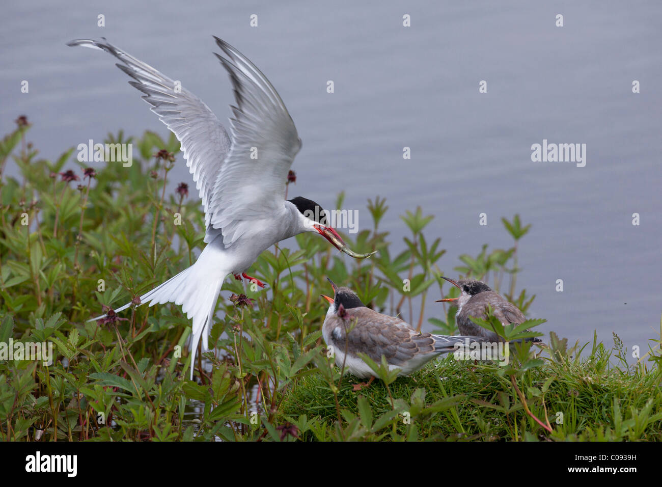 An adult Arctic Tern feeds a minnow to one of a pair of tern chicks at Potter Marsh, Southcentral Alaska, Summer Stock Photo