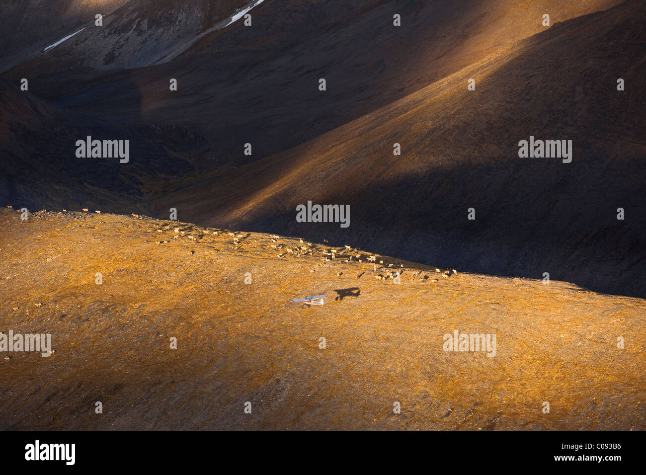 Aerial of a Piper Super Cub flying over a herd of caribou on a ridgeline in the Romanzof Mountains, Brooks Range, ANWR Alaska Stock Photo