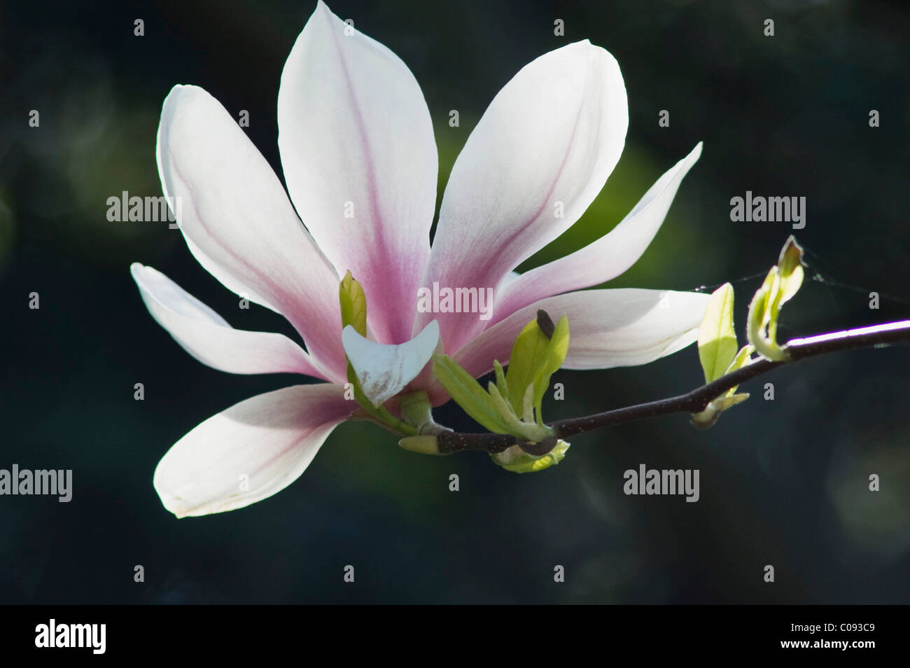 Magnolia (Magnolia), flowering, Germany Stock Photo