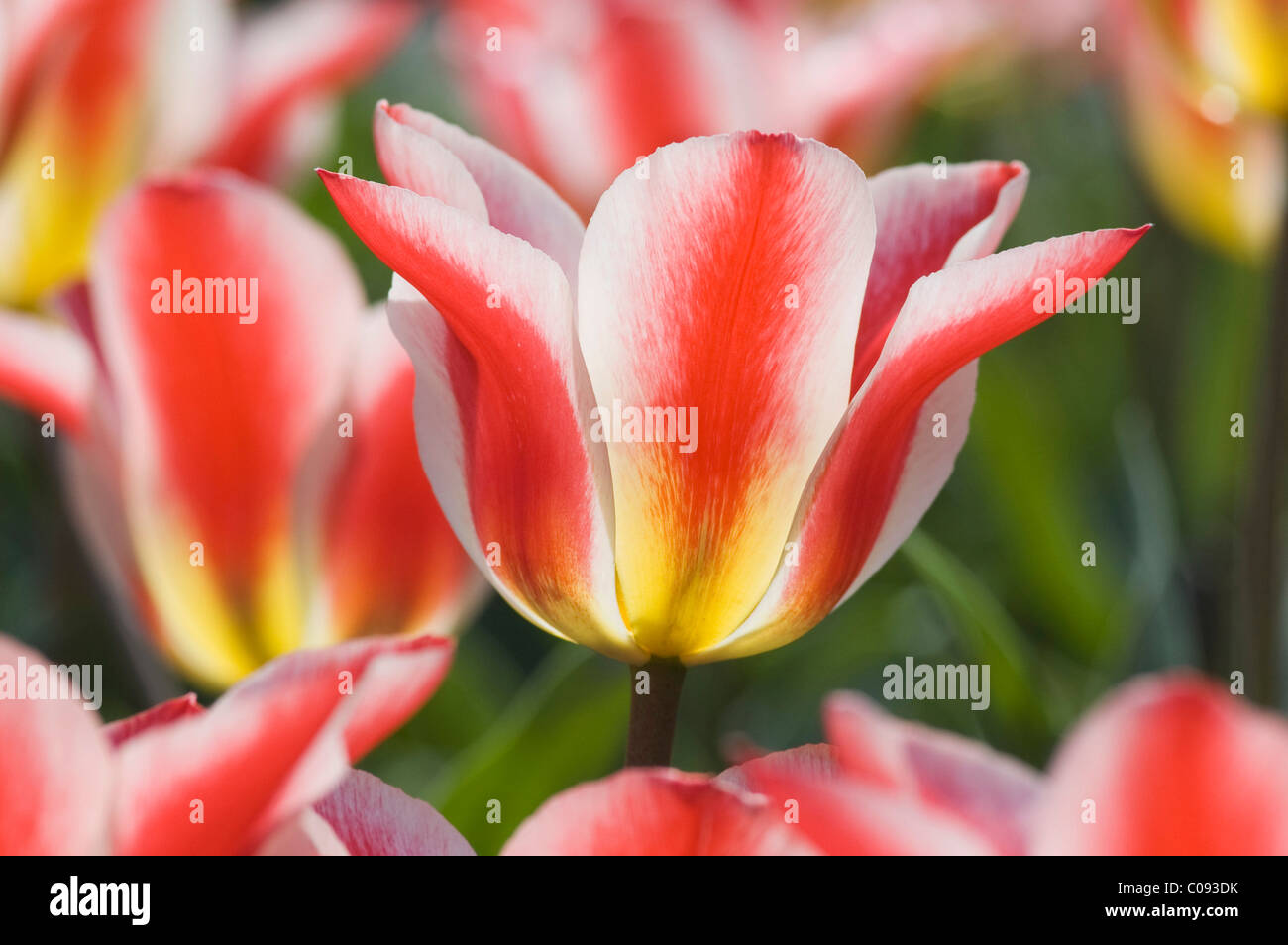 Red and white striped flowers hires stock photography and images Alamy