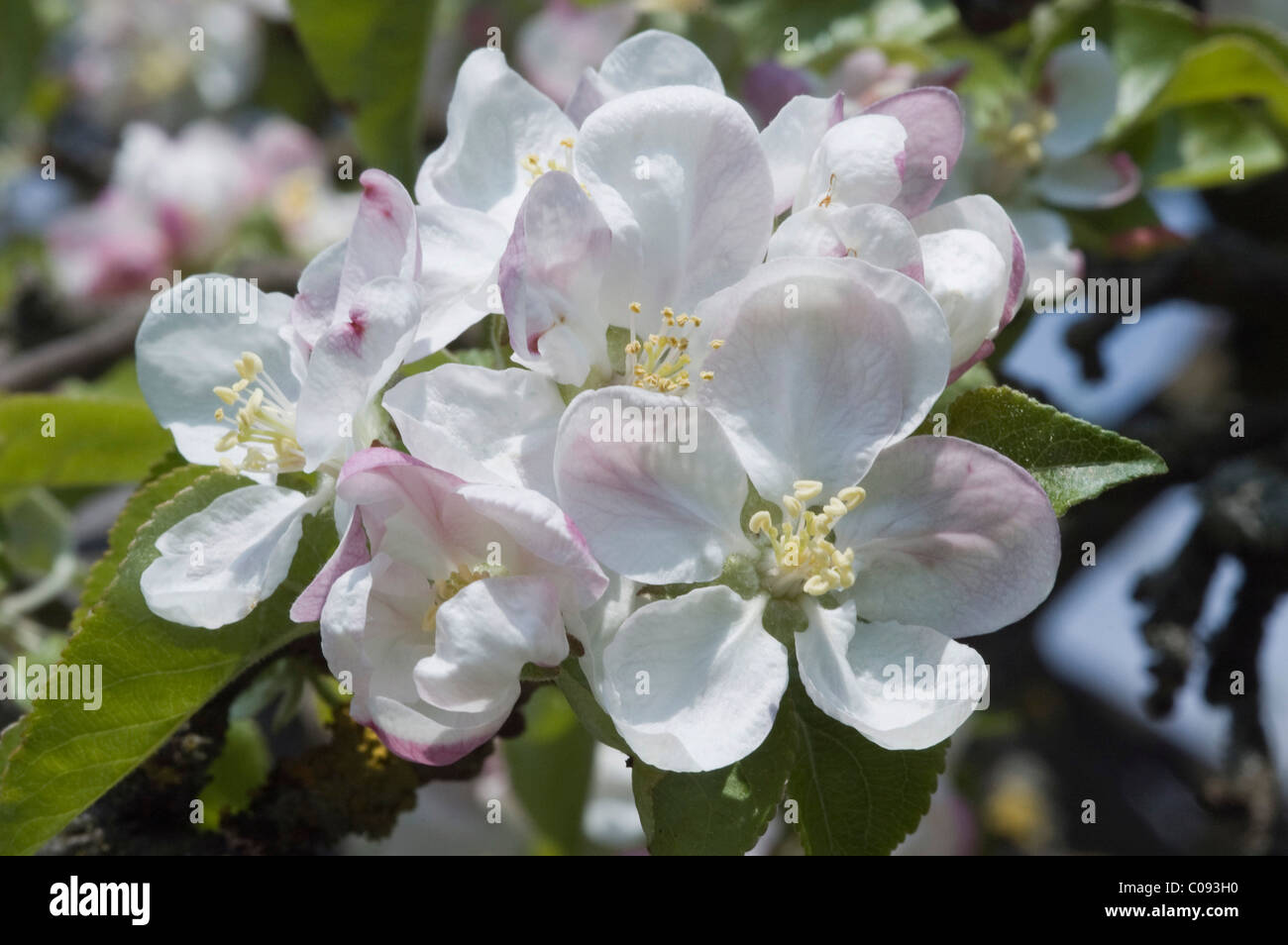 Apple blossom (Malus), Germany Stock Photo