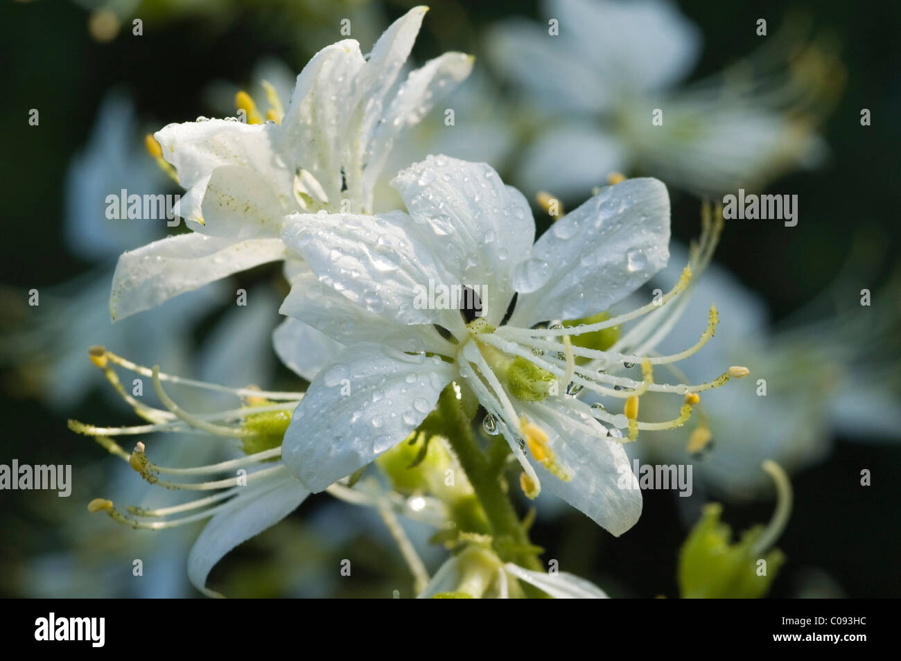 Dittany (Dictamnus albus), flowering, medicinal plant, Germany Stock Photo