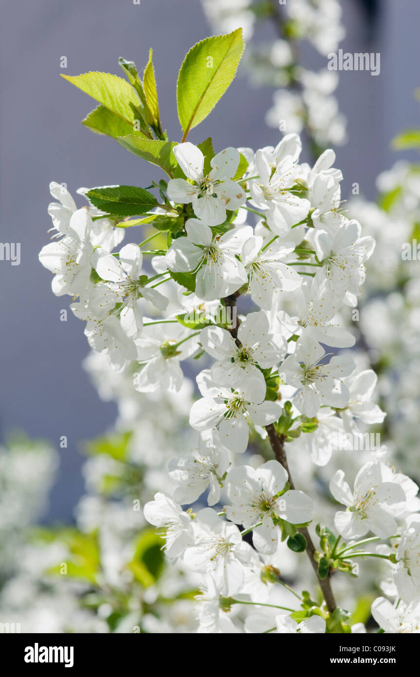 Cherry blossom (Prunus avium), Germany Stock Photo