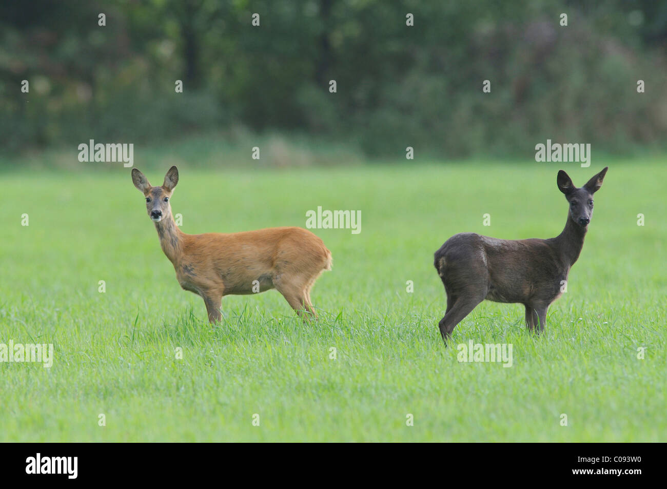 Roe deer (Capreolus capreolus Stock Photo - Alamy