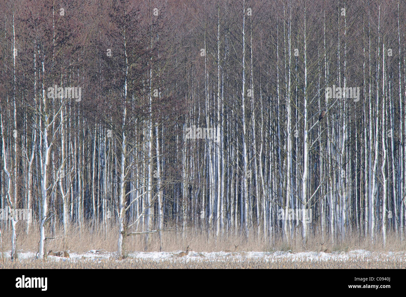 Snowy Alder trees (Alnus glutinosa) and Roe deer (Capreolus capreolus) Stock Photo