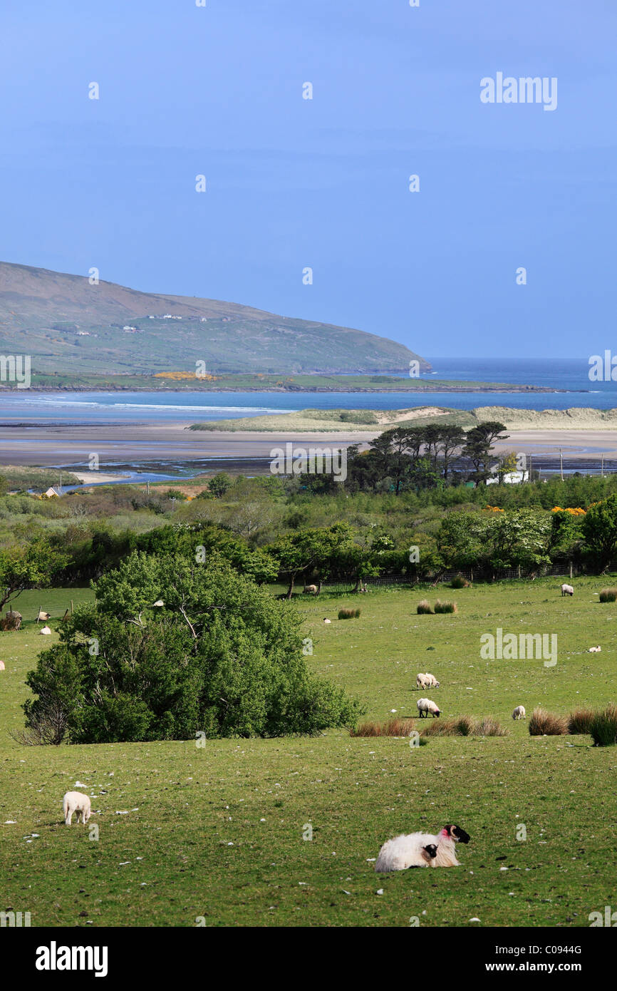 Sheep grazing on pasture, Brandon Bay, Dingle Peninsula, County Kerry, Ireland, British Isles, Europe Stock Photo