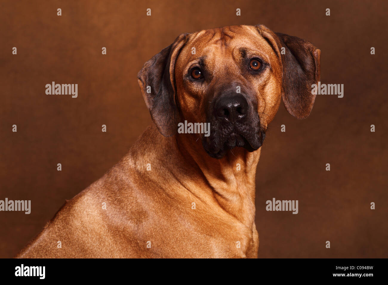 Rhodesian Ridgeback Portrait Stock Photo - Alamy