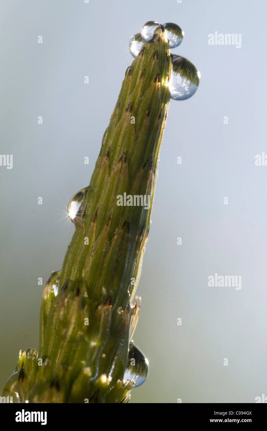 Field Horsetail or Common Horsetail (Equisetum arvense) with dewdrops Stock Photo
