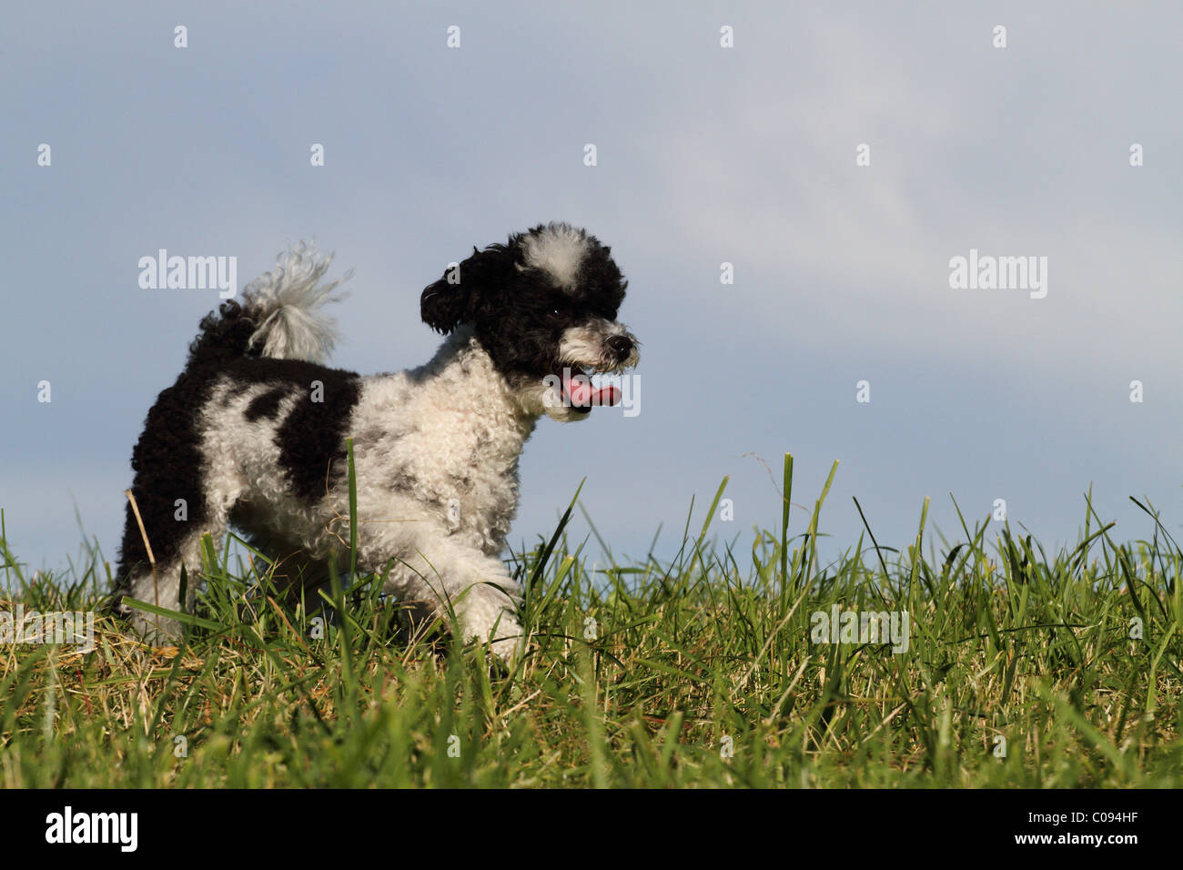walking Toy Poodle Stock Photo Alamy