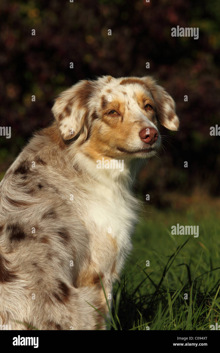 Australian Shepherd Portrait Stock Photo - Alamy