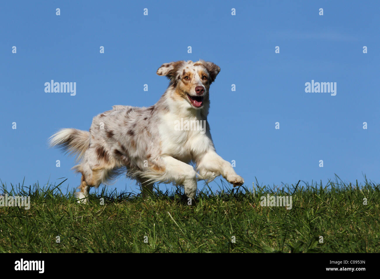 running Australian Shepherd Stock Photo Alamy