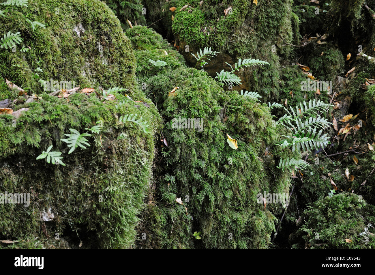 Prehistoric ferns, Cres island, Croatia, Europe Stock Photo