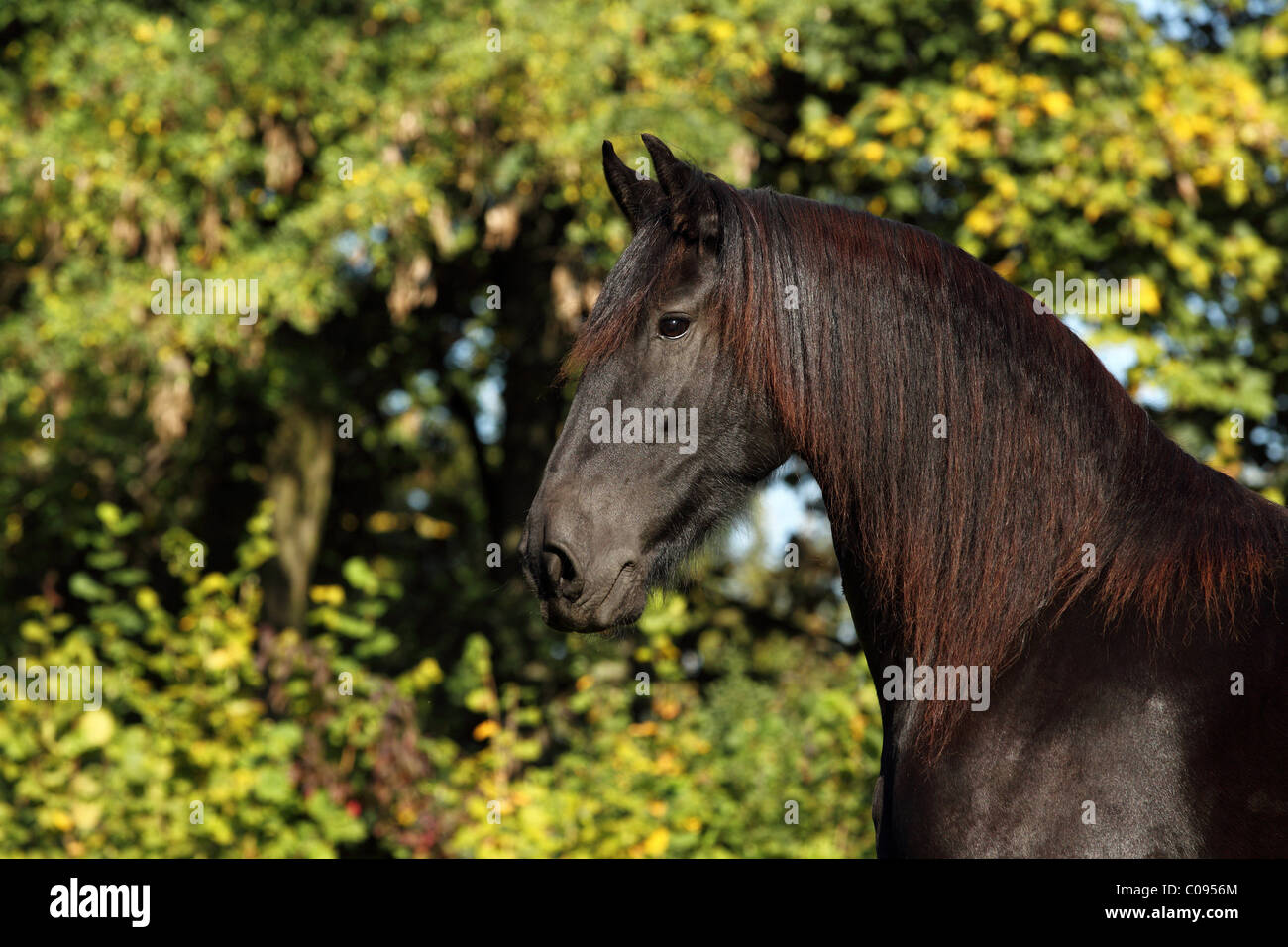 Friesian horse hi-res stock photography and images - Alamy