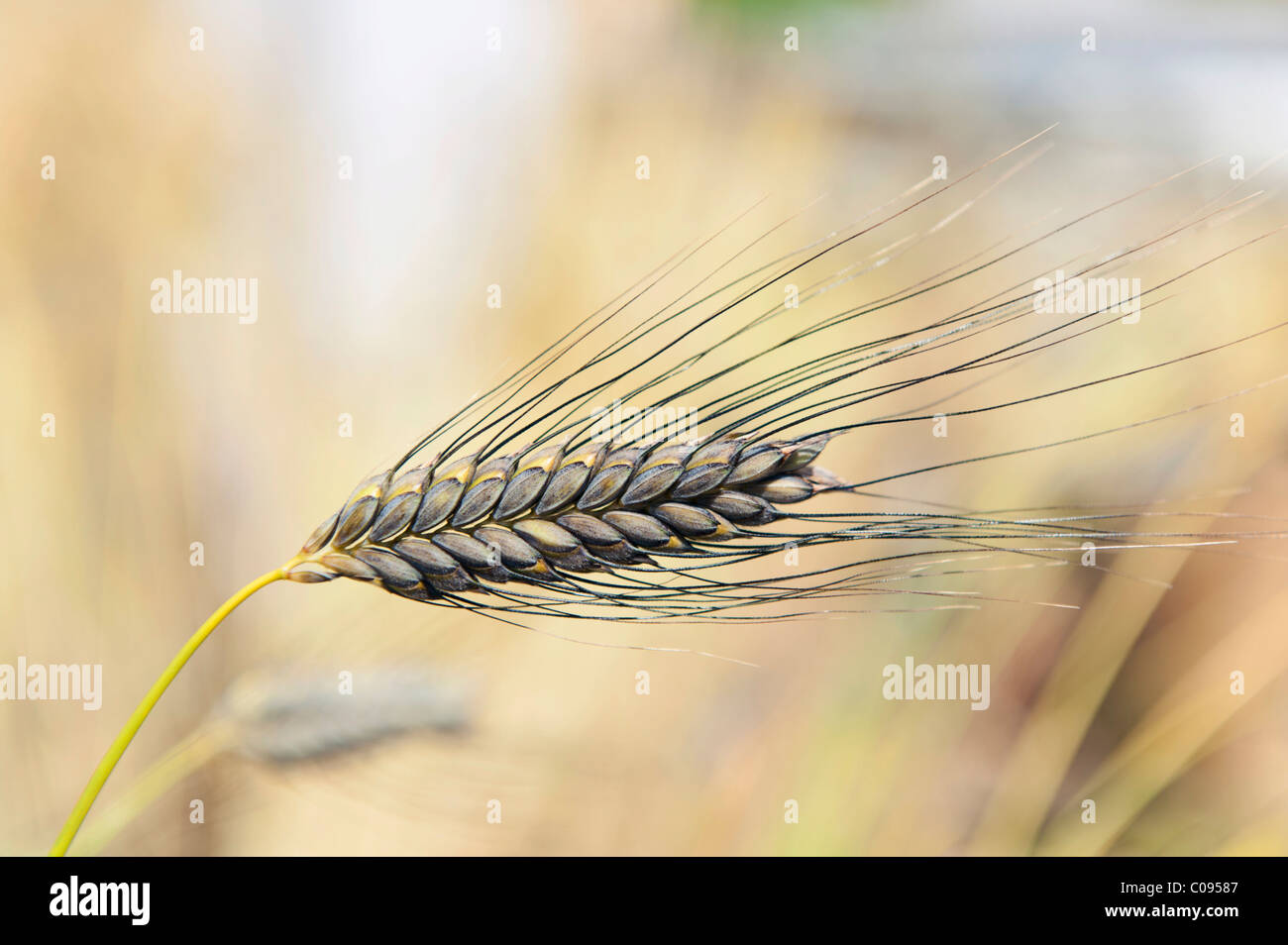 Emmer wheat, farro (Triticum dicoccum), the oldest cultivated cereal