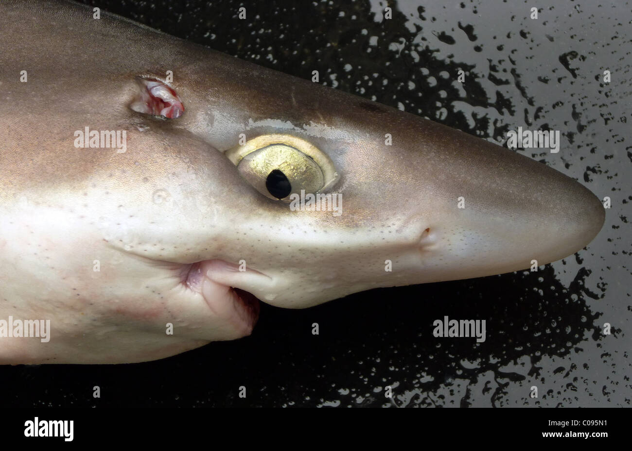 Dogfish teeth hi-res stock photography and images - Alamy