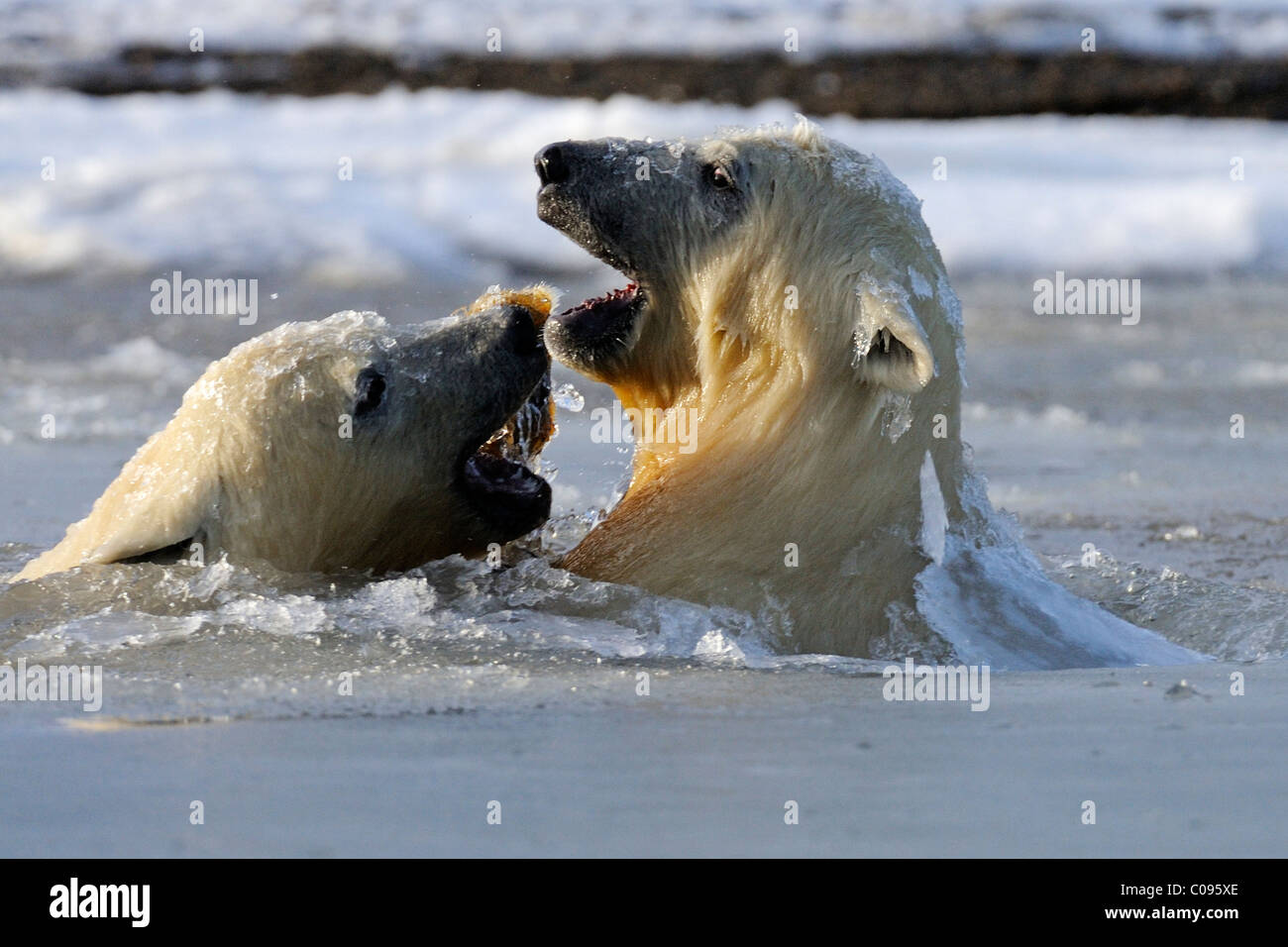 Two polar bear cubs play in slush ice along a barrier island outside