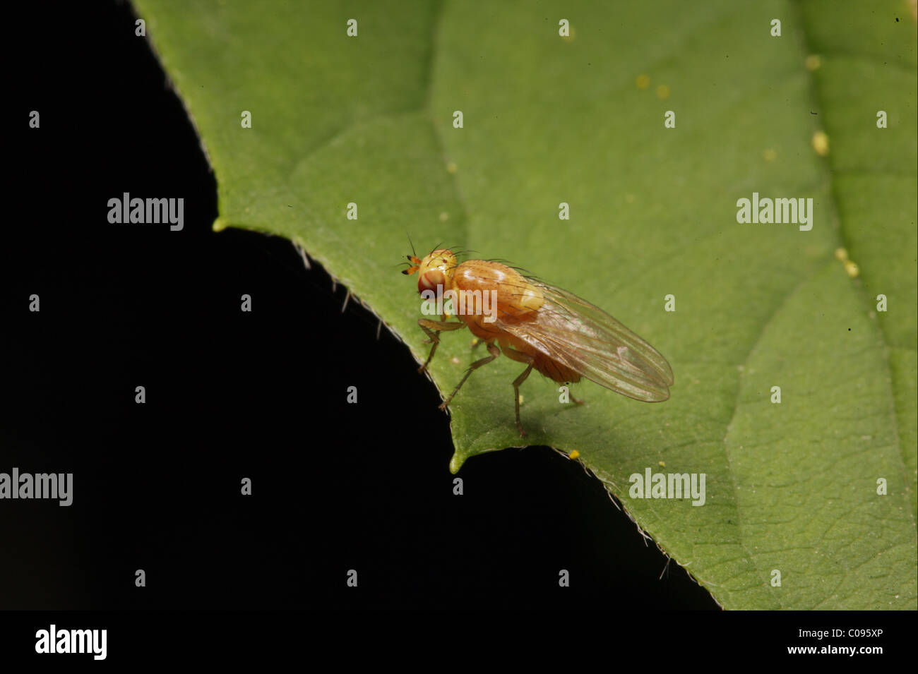 Fly  Drosophila sitting on a leaf Stock Photo