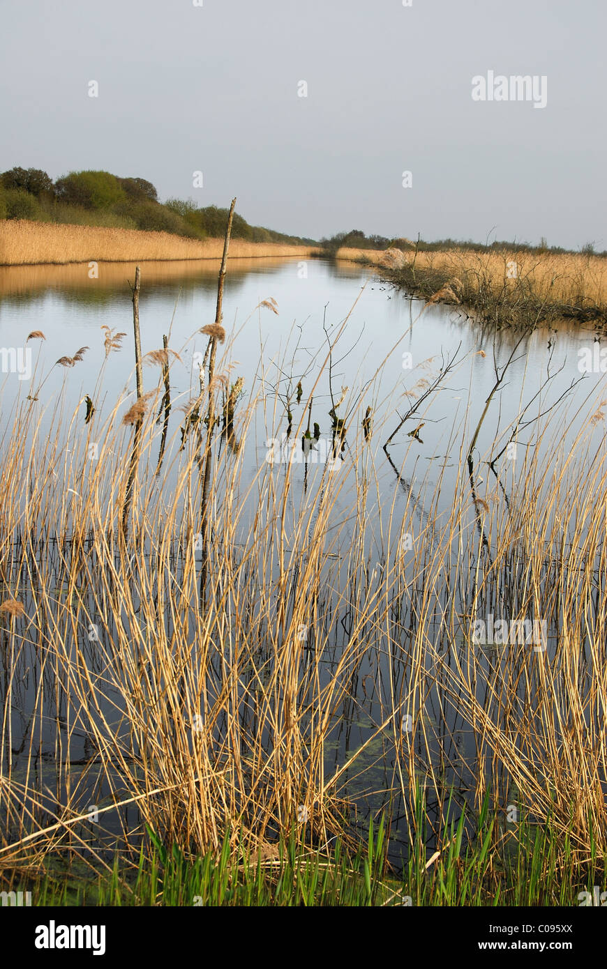 A view of Shapwick Heath NNR,  showing open water and reed beds Somerset, UK April 2010 Stock Photo