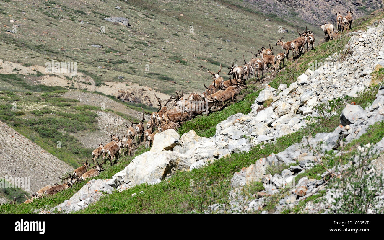 Porcupine Caribou herd climbing a steep bank after swimming across the Hulahula River during their annual migration in ANWR Stock Photo