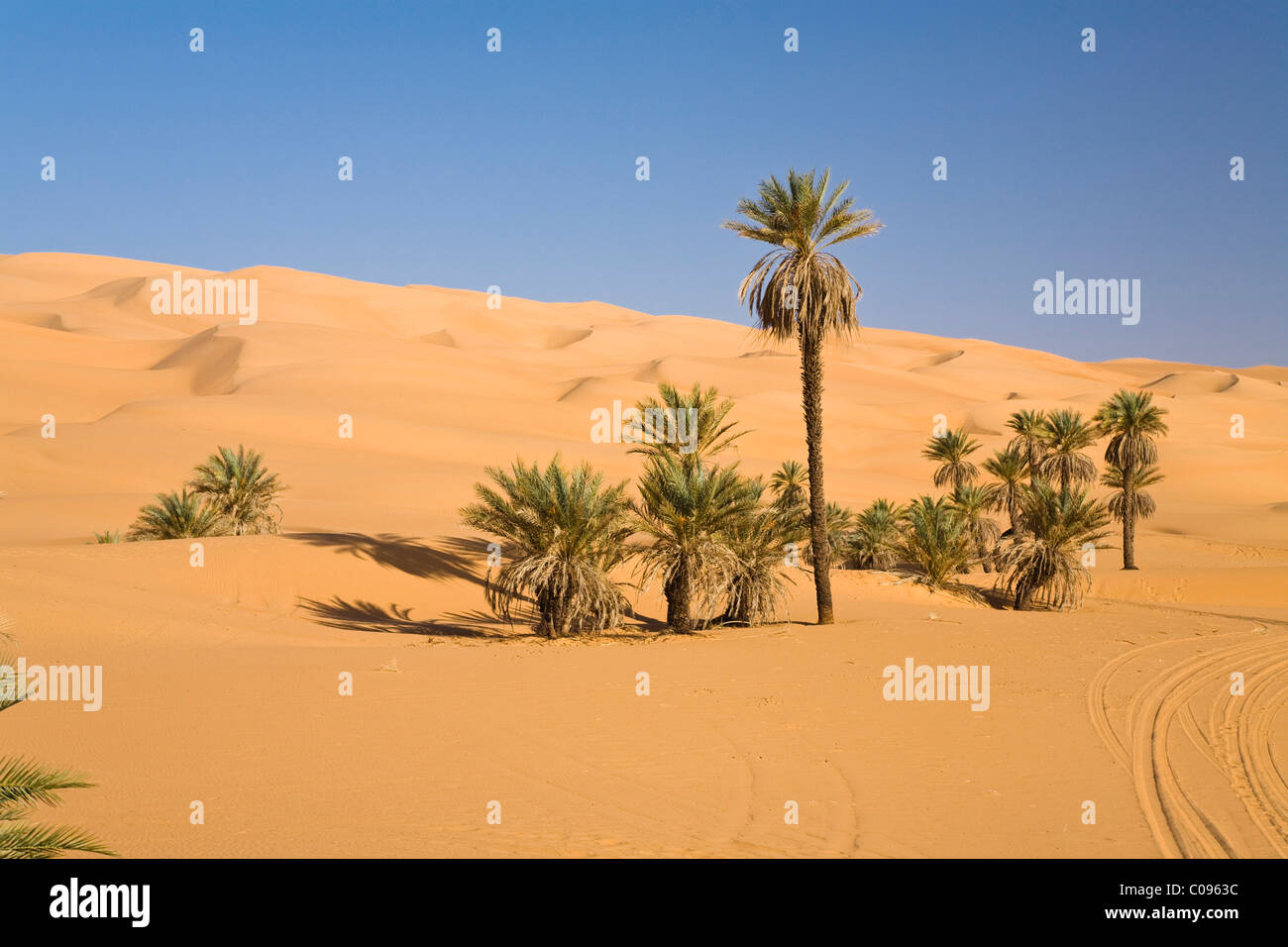Date Palms (Phoenix spec.), in the Libyan Desert, Um el Ma Oasis, Libya, Sahara, North Africa, Africa Stock Photo