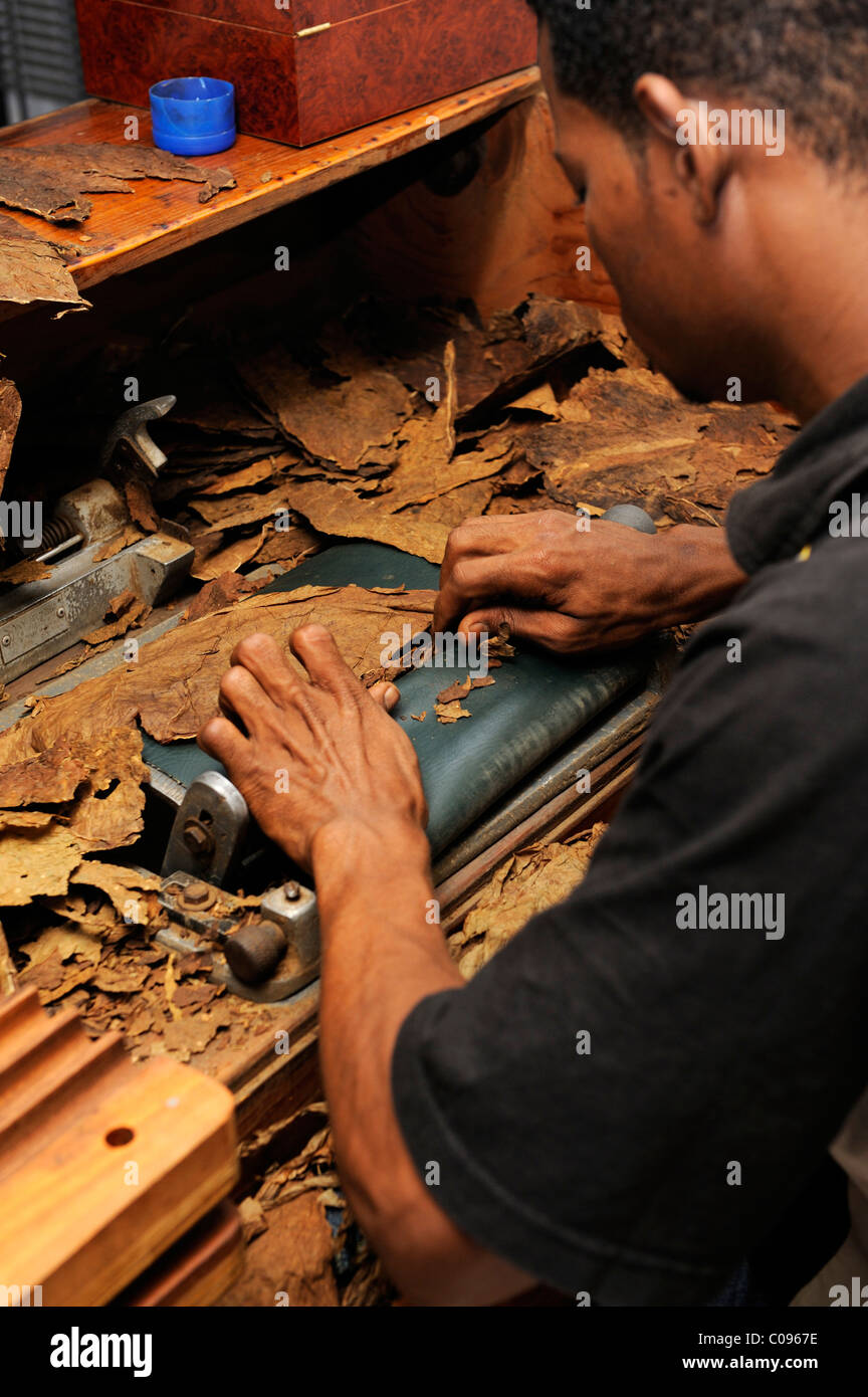 Young man rolling a cigar, cigar factory in Punta Cana, Dominican Republic, Caribbean Stock Photo