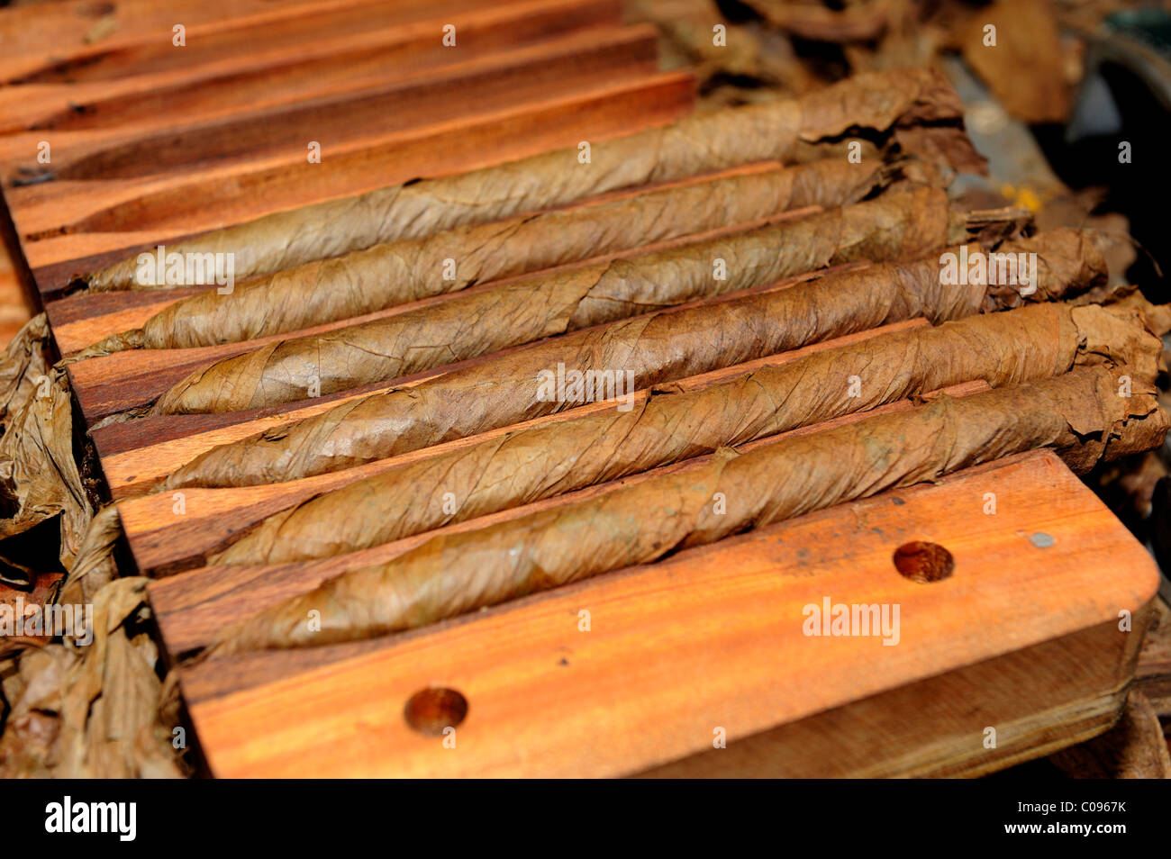 Freshly rolled cigars in a compression device, cigar factory in Punta Cana, Dominican Republic, Caribbean Stock Photo