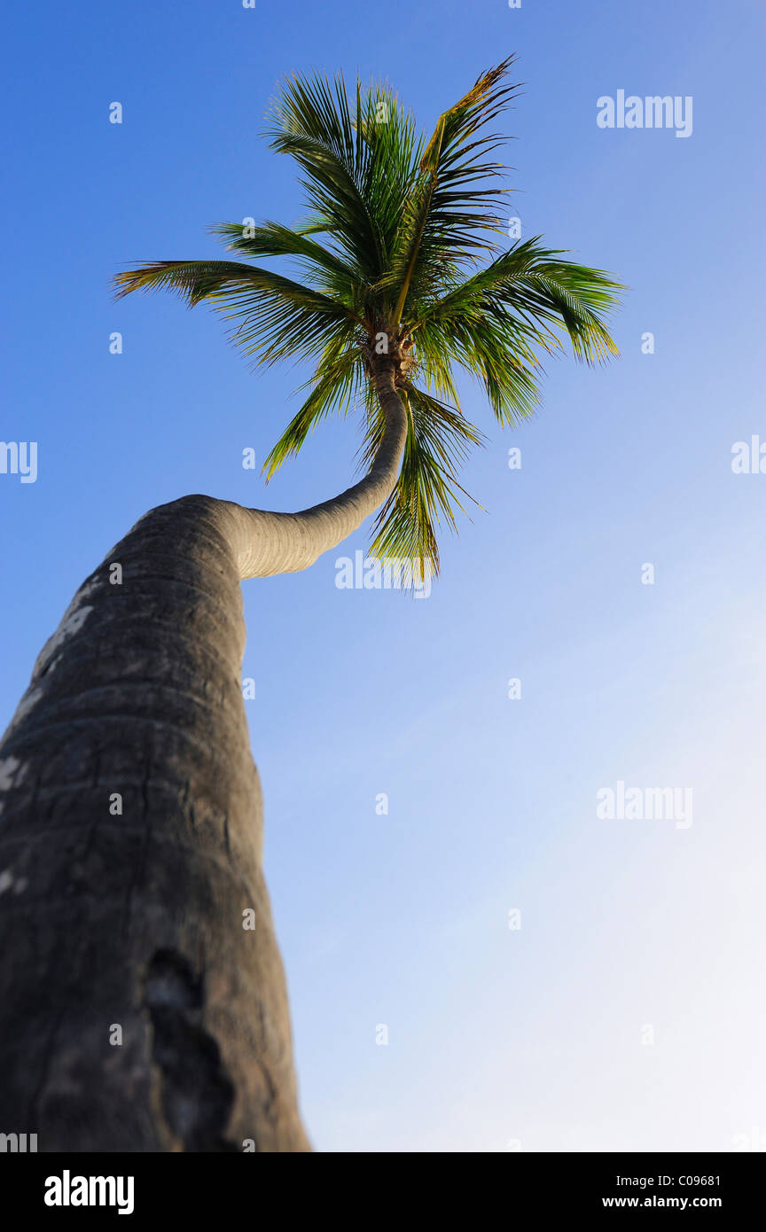 Coconut palm (Cocos nucifera), Dominican Republic, Caribbean Stock Photo