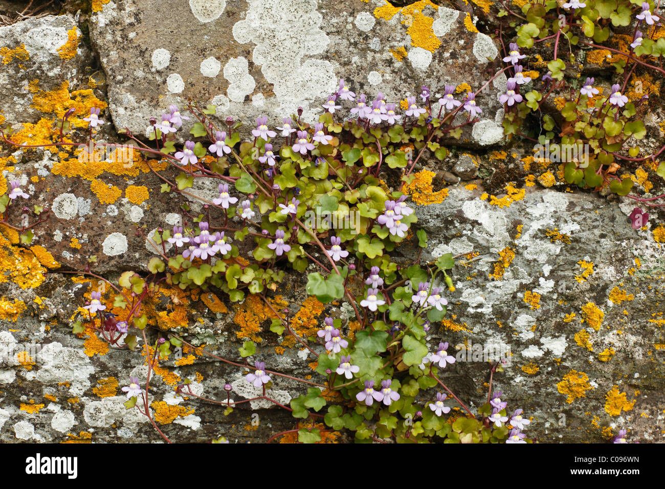 Ivy-leaved toadflax or Kenilworth Ivy (Cymbalaria muralis, syn.: Linaria cymbalaria) on an old wall with lichens Stock Photo