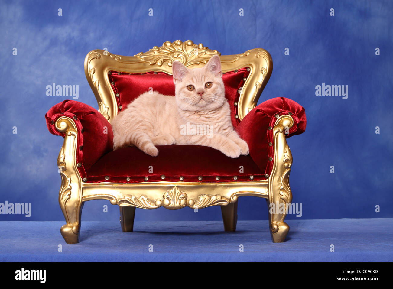 Cat throne chair hot sale