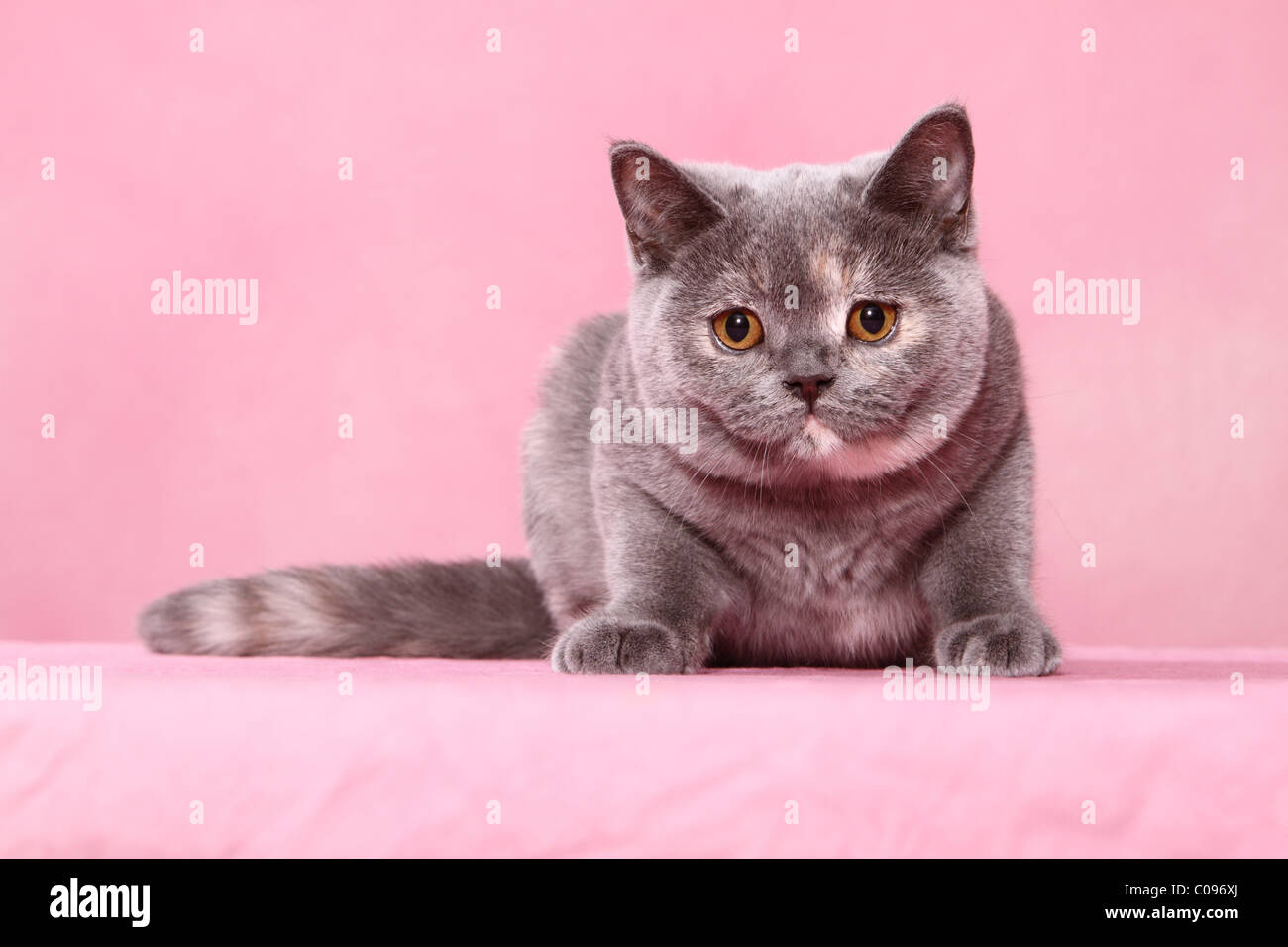British Shorthair Kitten Stock Photo Alamy