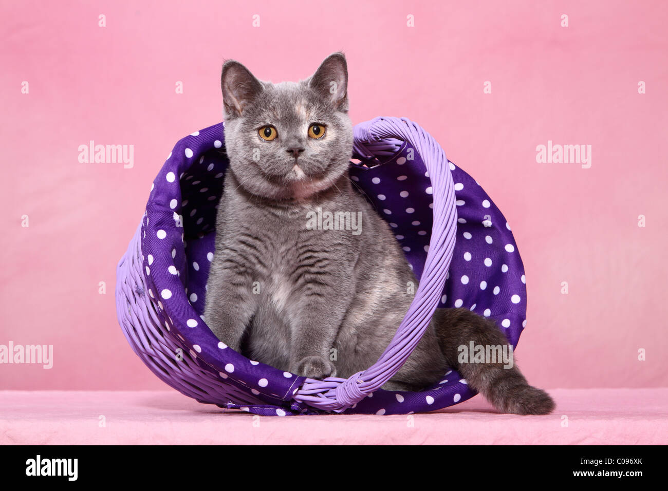 British Shorthair Kitten Stock Photo Alamy