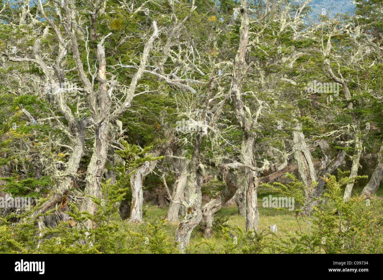 Southern beech (Nothofagus) wood the Torres del Paine National Park Patagonia, Chile South America Stock Photo