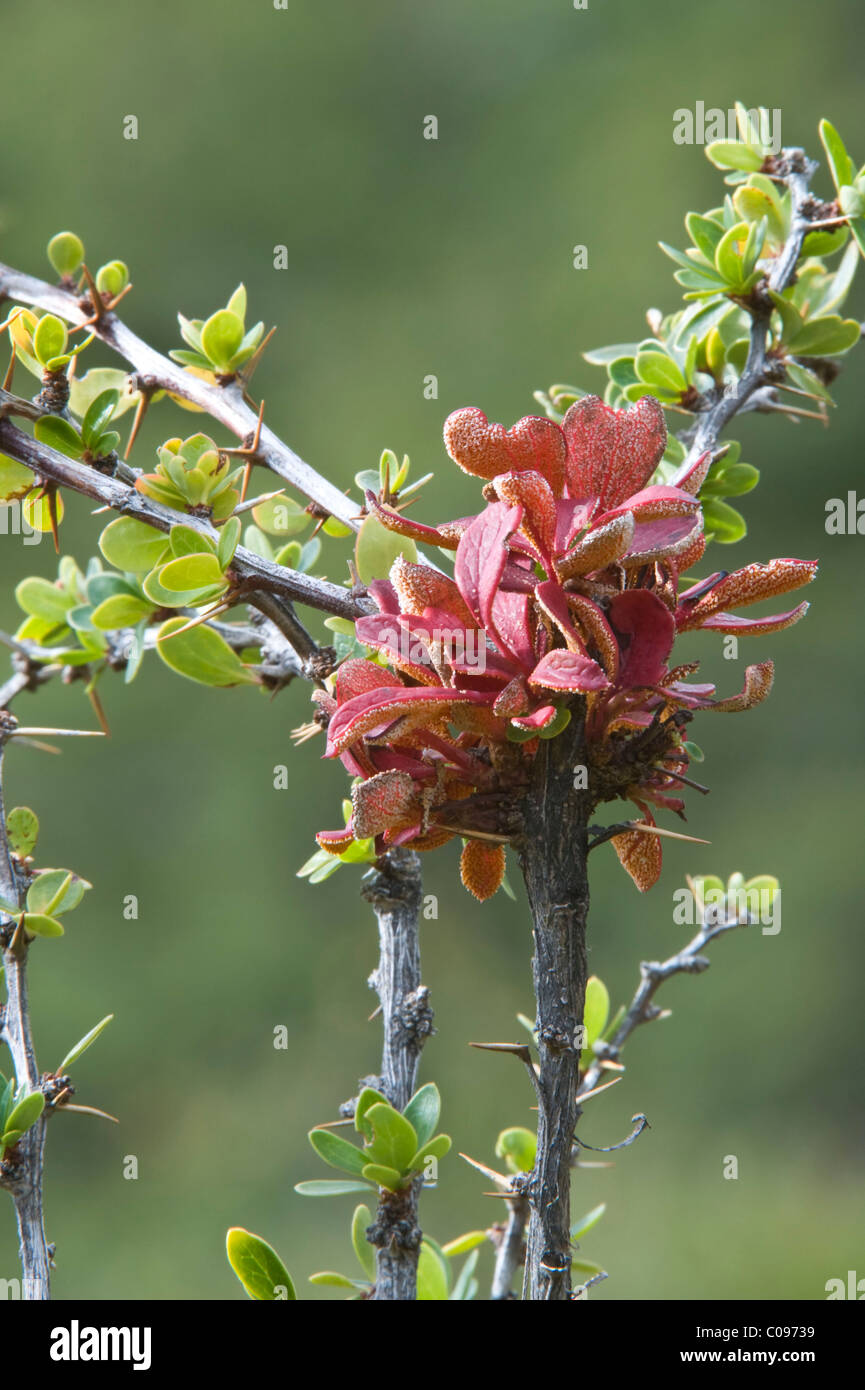 Calafate rust = Roya (Aecidium magellanicum) growing on the Beriberis shrub Torres del Paine National Park Patagonia Chile Stock Photo