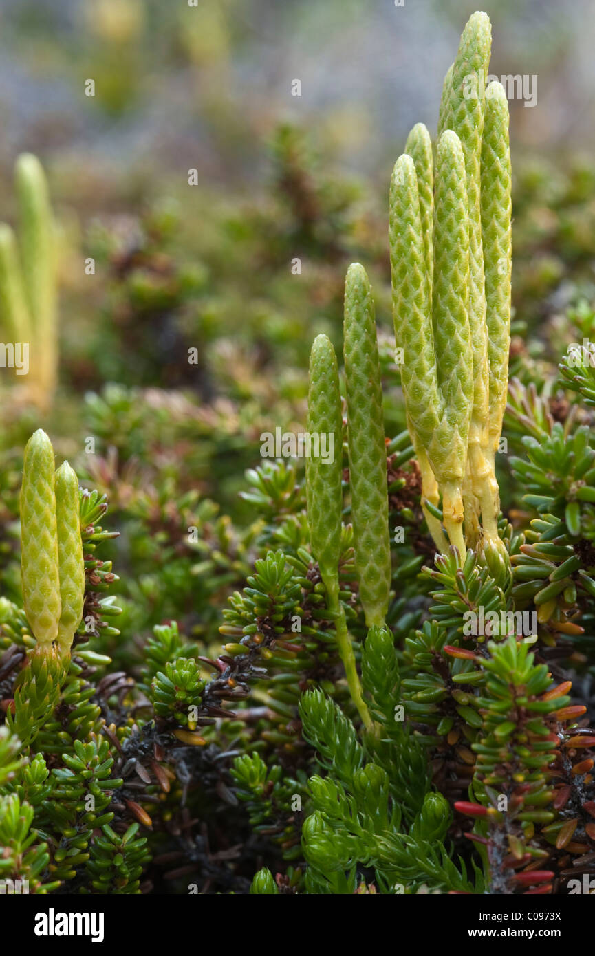 Lycopodium magellanicum club-moss Torres del Paine National Park Chile ...