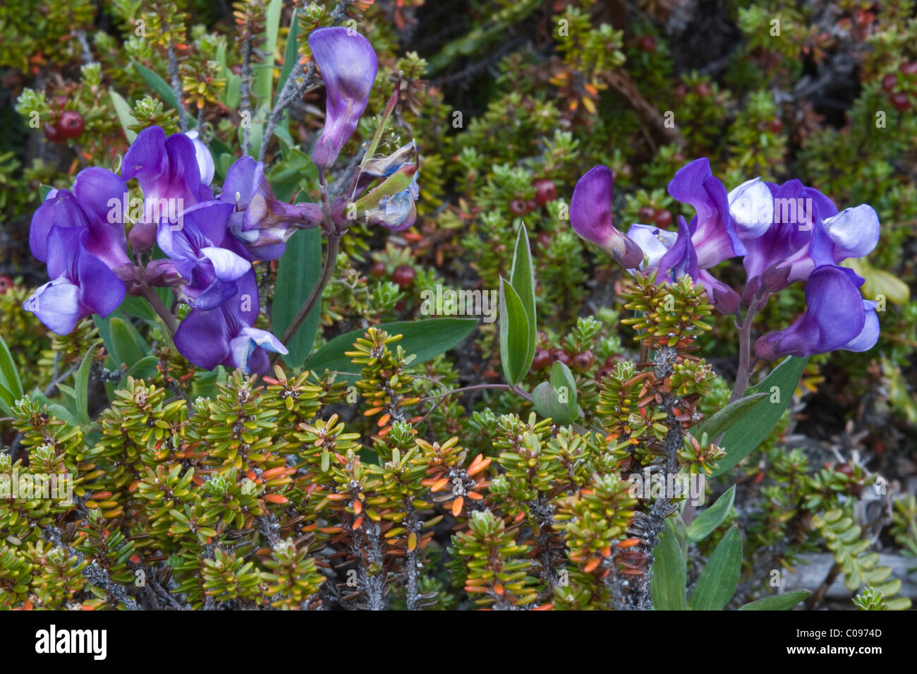 Wild-blue Pea ( Lathyrus magellanicus ) flowers Torres del Paine National Park Chile South America Stock Photo