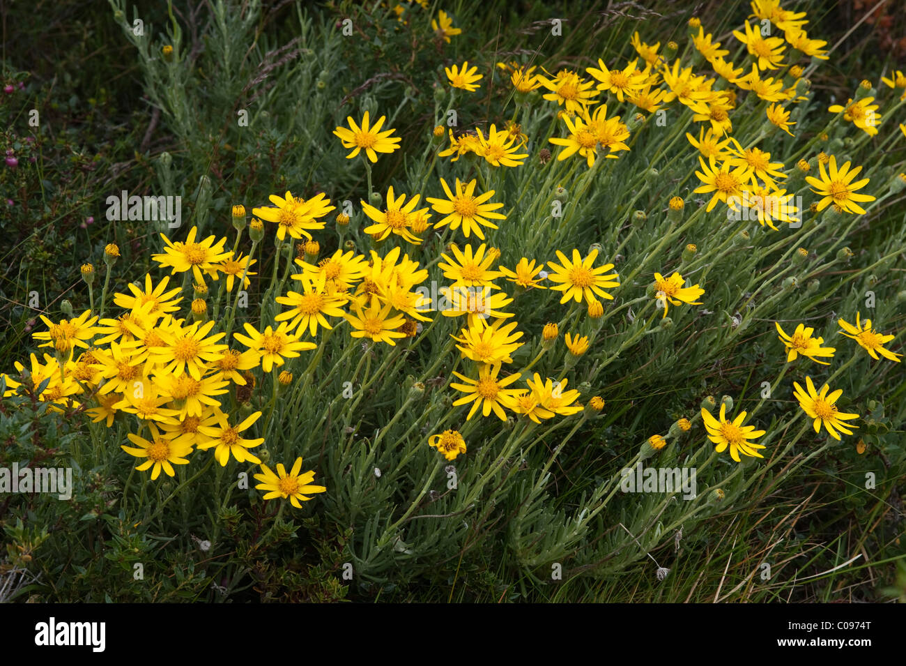 Senecio sp. in flower Torres del Paine National Park Chile South America Stock Photo