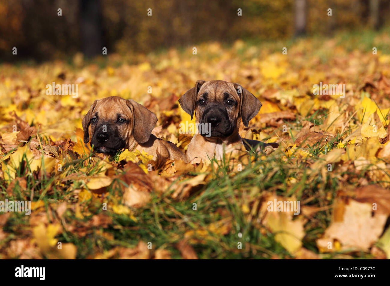 Dogo Canario Puppies Stock Photo