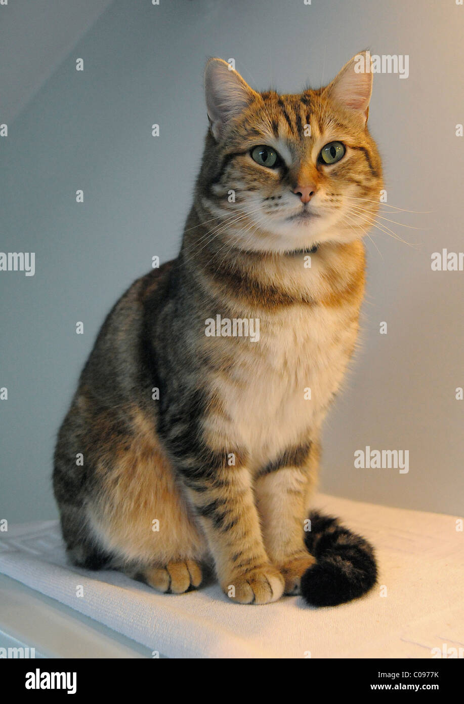 Young female cat Stock Photo