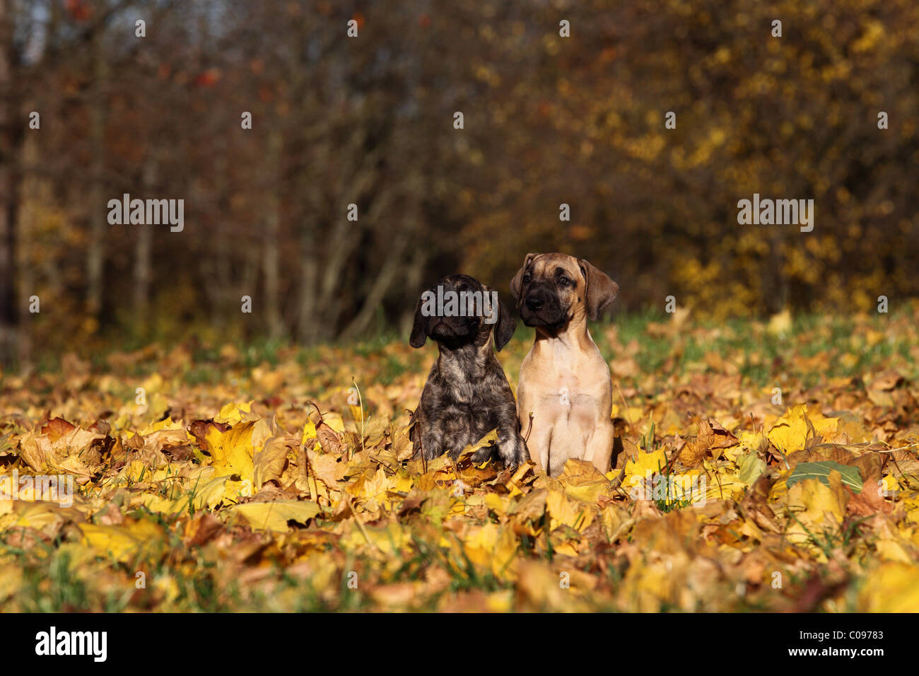 Dogo Canario Puppies Stock Photo