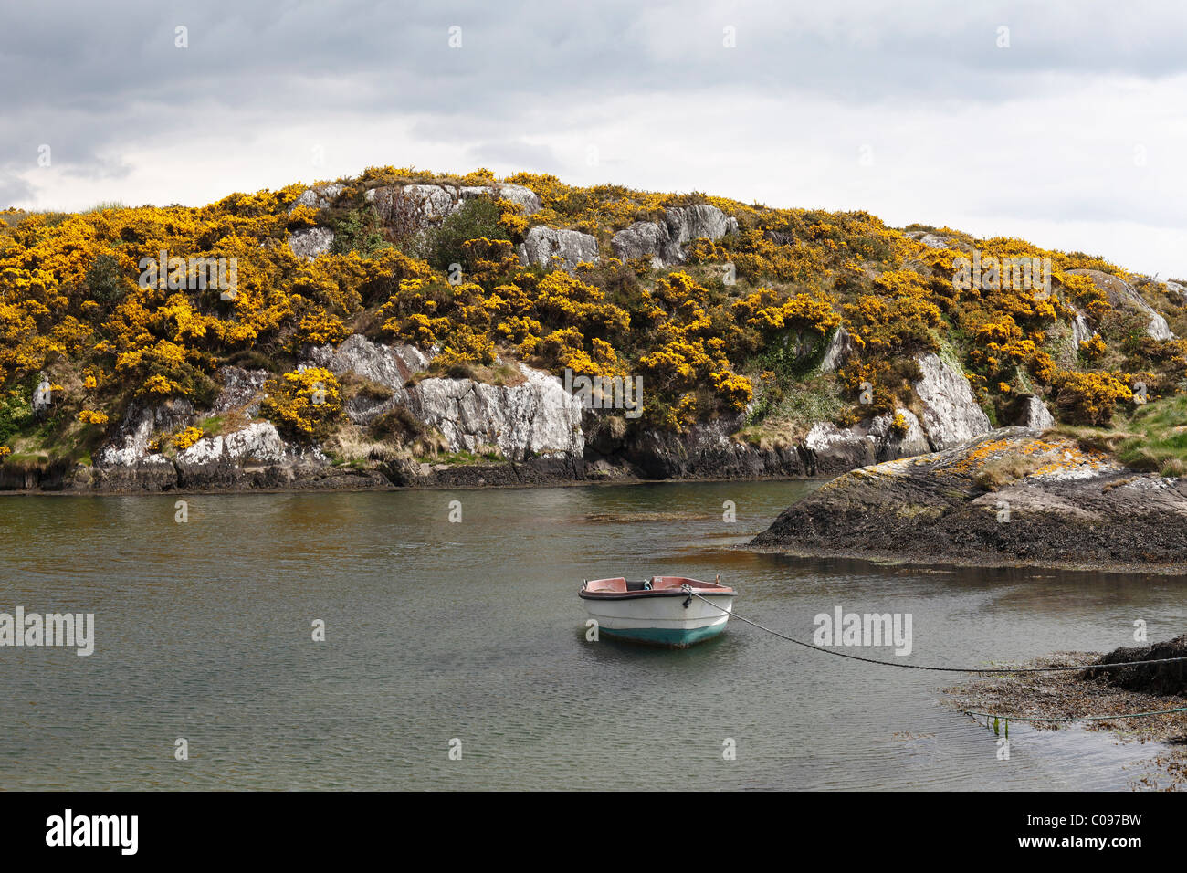 Goleen Harbour, flowering broom, Mizen Head Peninsula, West Cork, Republic of Ireland, British Isles, Europe Stock Photo