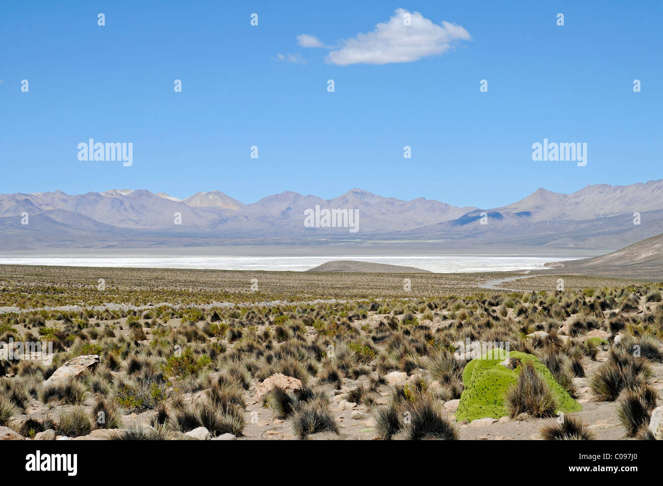 Yareta or Llareta (Azorella compacta), grasses, vegetation, steppe, open plain, Salar de Surire, Salt Lake Stock Photo
