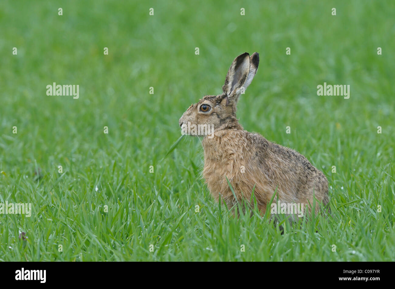 Hare (Lepus europaeus Stock Photo - Alamy