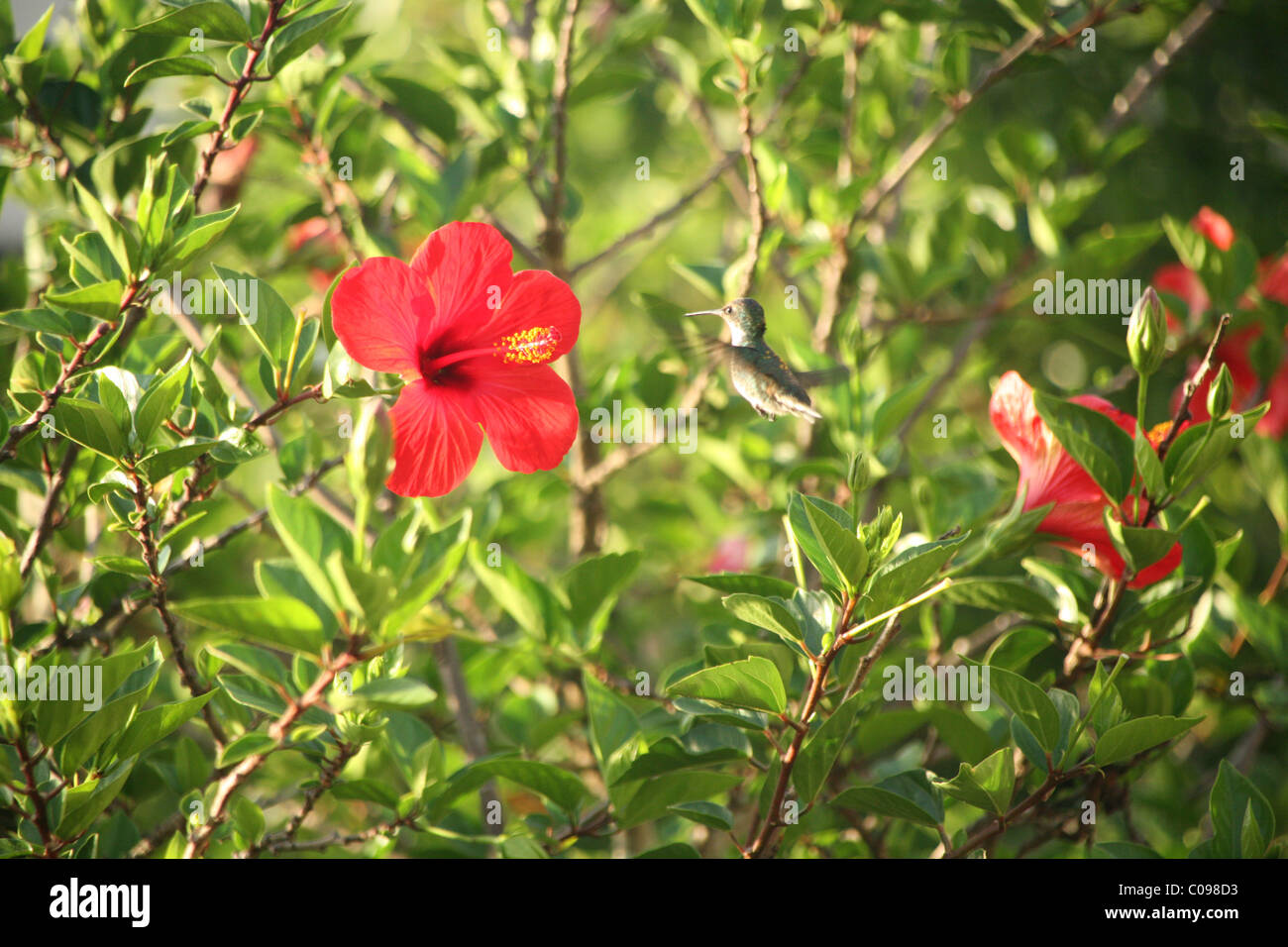Hummingbird on Hibiscus Stock Photo Alamy