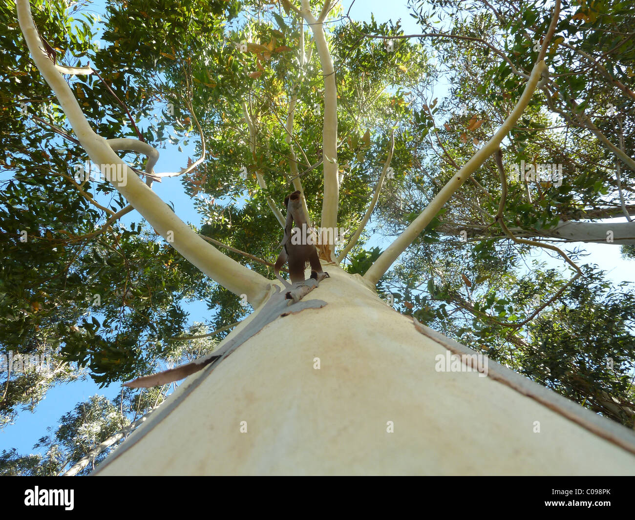 Eucalyptus tree Stock Photo