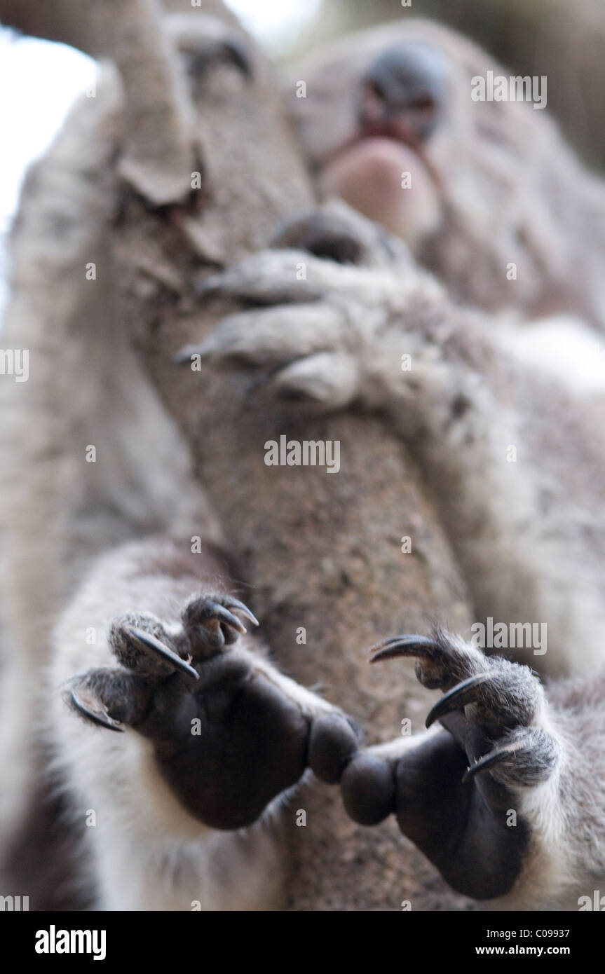 Koala bears hires stock photography and images Alamy