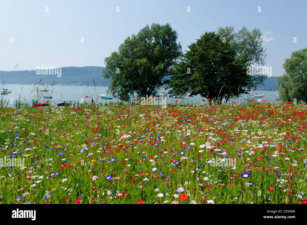 Flower meadow near Sipplingen at Lake Constance, Baden-Wuerttemberg, Germany, Europe Stock Photo