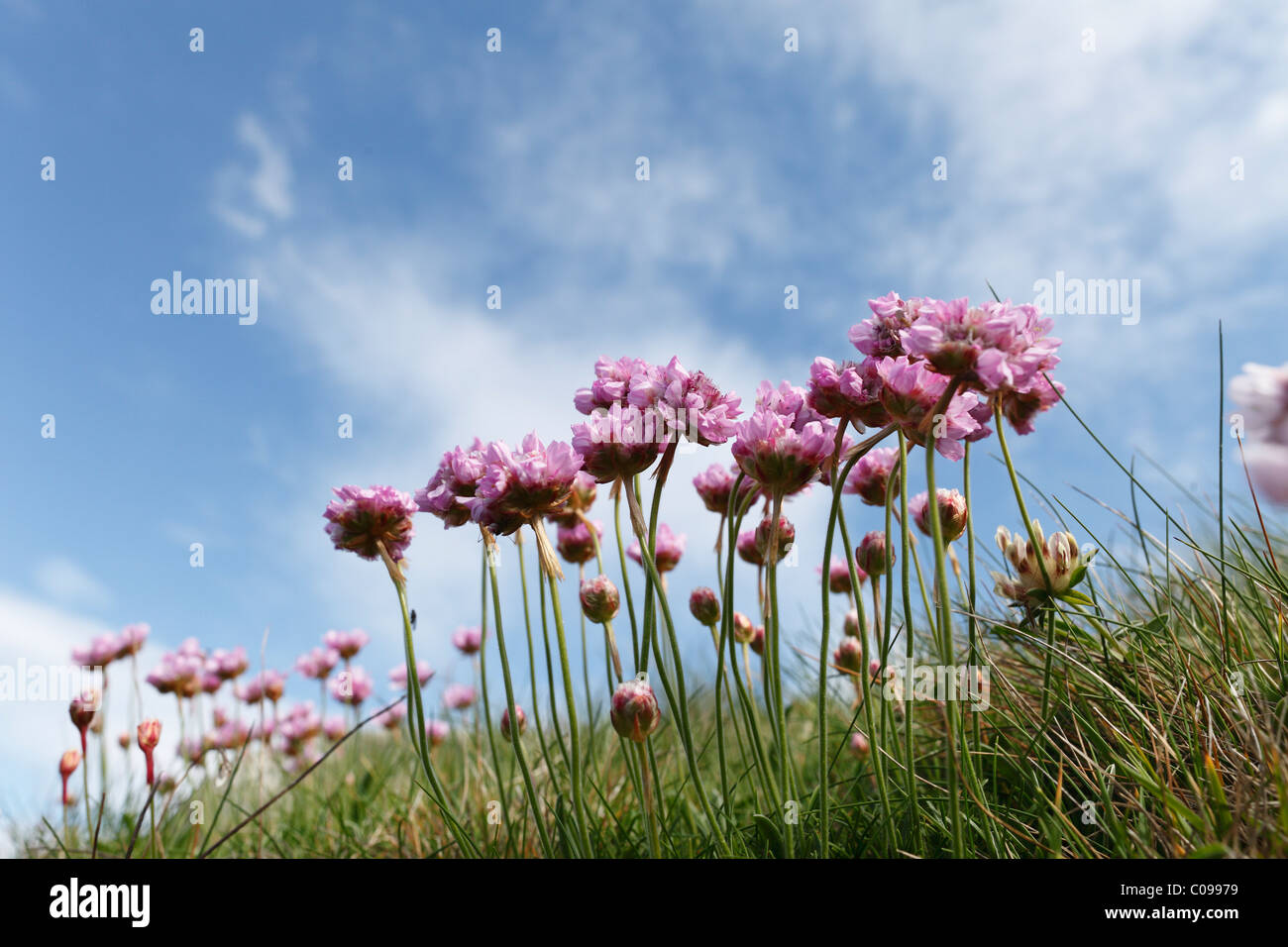 Thrift, Sea-pink (Armeria maritima), Republic of Ireland, British Isles, Europe Stock Photo